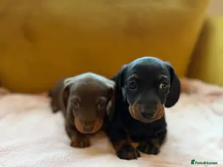 Dachshund dogs Dachshund Puppies - Advert 1