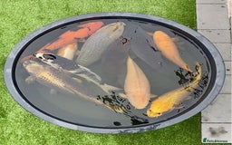 Koi Carp fish for sale: Pond Clearance - Image 14