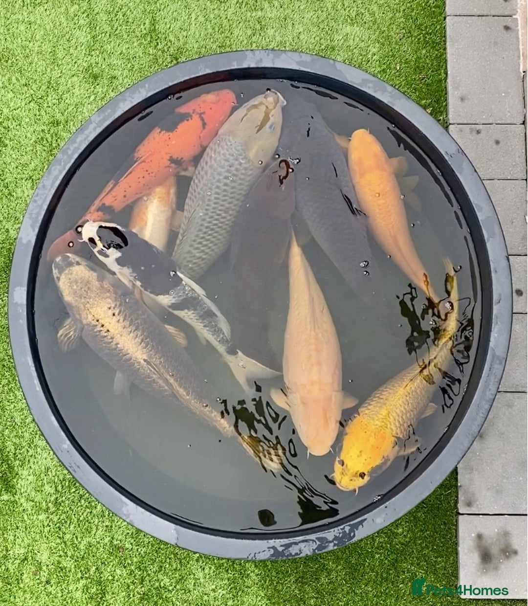 Koi Carp fish for sale: Pond Clearance - Image 14