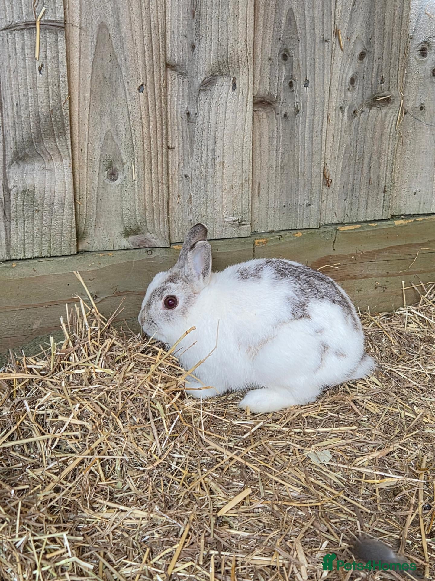 Netherland Dwarf rabbits Netherland Dwarfs Free to good home - Advert 10
