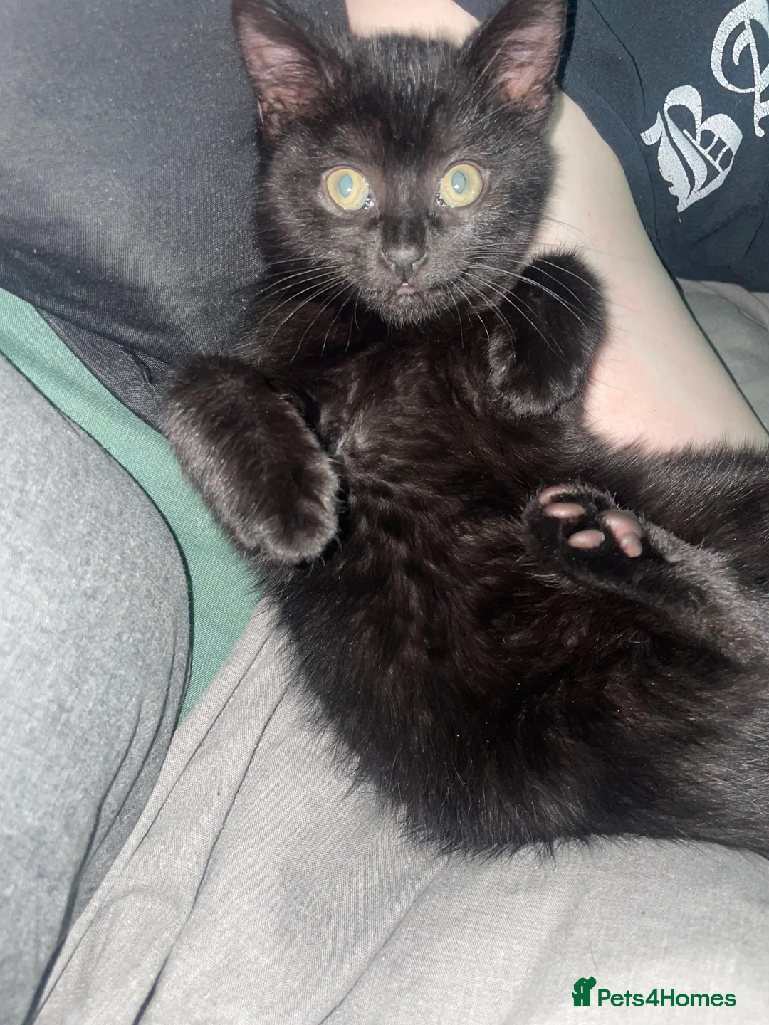 Mixed Breed cats for sale: 3 Month Old Kitten - Advert 3