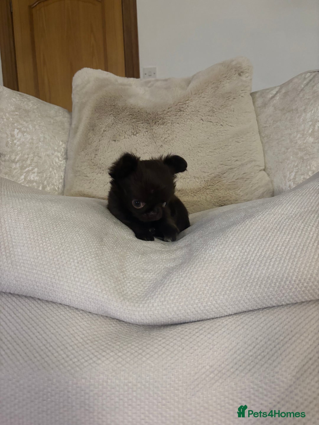 Chihuahua dogs for sale: Tiny long haired chihuahua girl !  - Advert 6