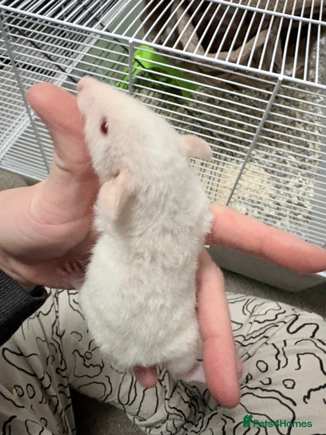 Rat rodents for sale: Beautiful male dumbo/husky baby rats - Advert 5