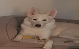 Siberian Husky dogs for sale: Husky Puppies Looking for Their Forever Homes!  - Image 2