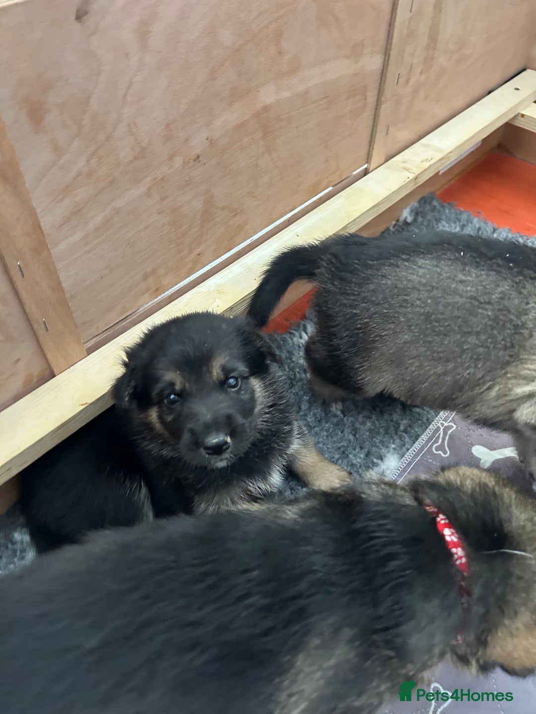 Shepsky dogs for sale: German Shepherd/Shepsky Puppies - Image 2