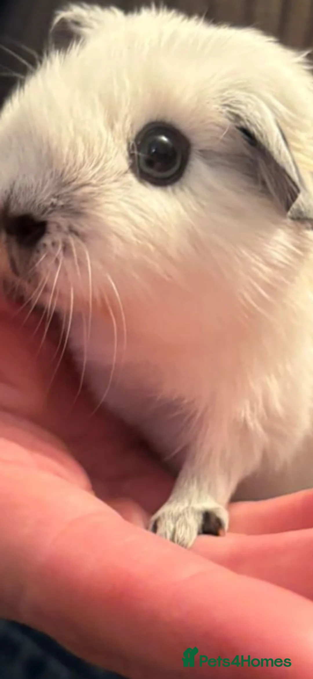 Guinea Pig rodents for sale: Pedigree Californian chocolate point boar🐹 in Nottingham - Advert 3