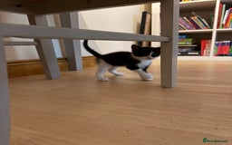 British Shorthair cats for sale: 7 kittens short hair - Image 2