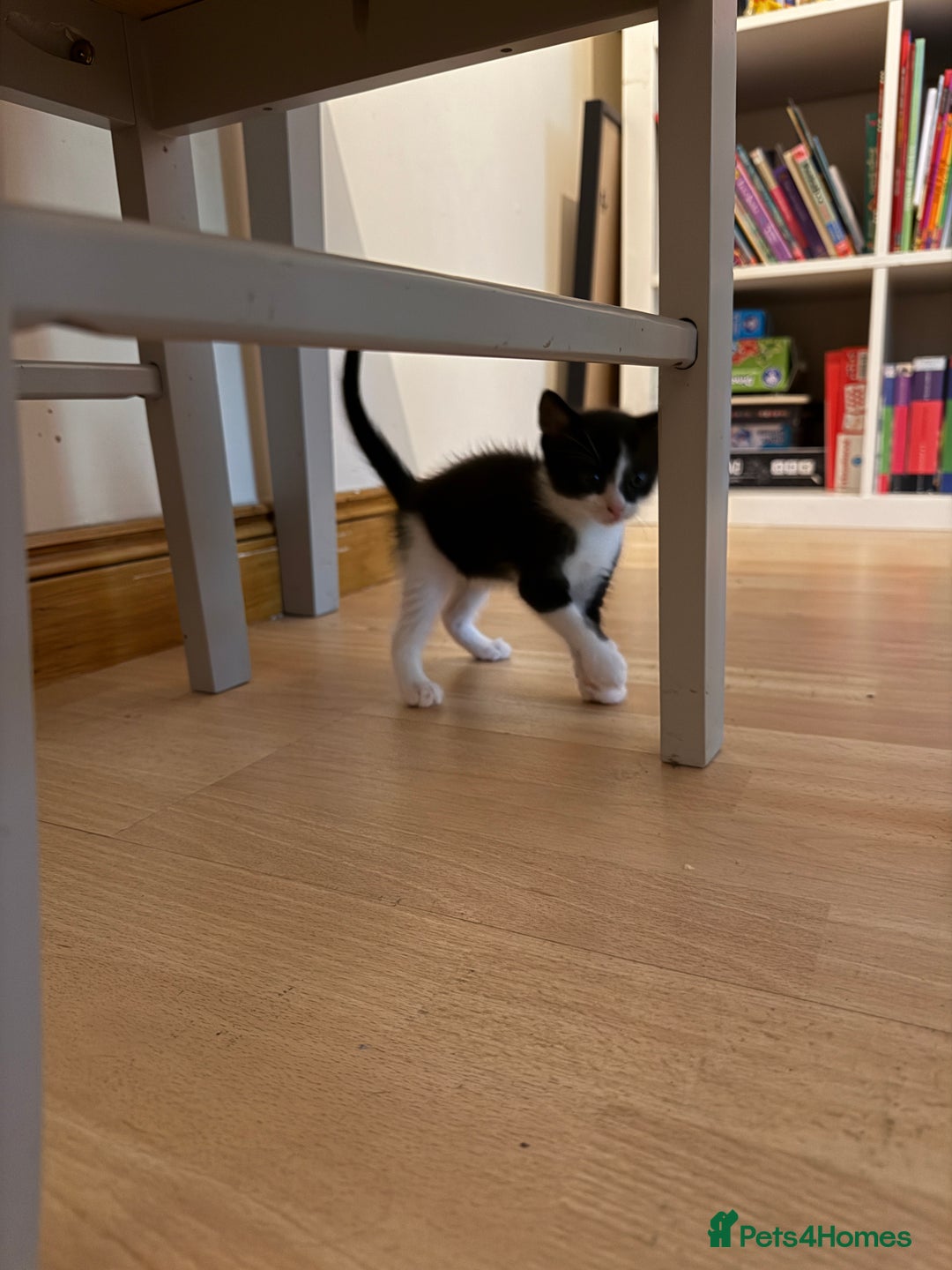 British Shorthair cats for sale: 7 kittens short hair - Image 2