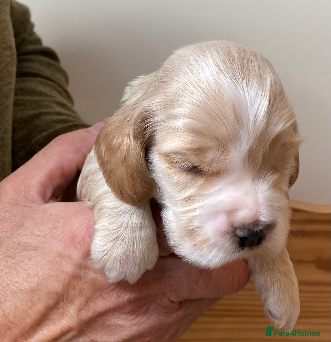 Cocker Spaniel dogs for sale: Adorable show cocker spaniels - Image 16