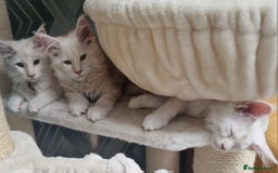 Maine Coon cats for sale: Beautiful Fluffy Maine Coon Kittens - Image 17
