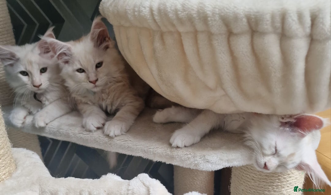 Maine Coon cats for sale: Beautiful Fluffy Maine Coon Kittens - Image 17