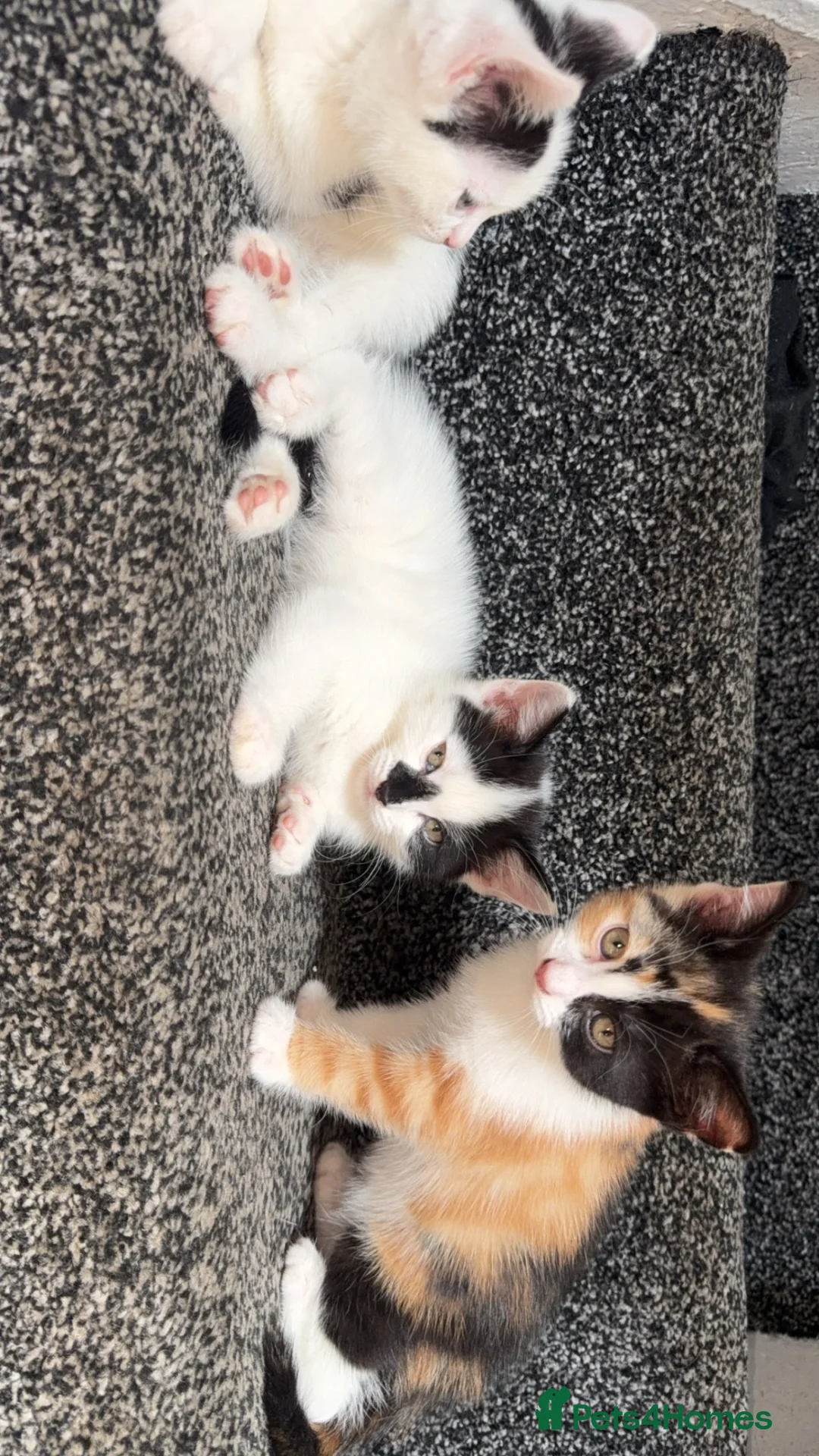 Mixed Breed cats for sale: 2 females 1 male kittens  - Advert 9