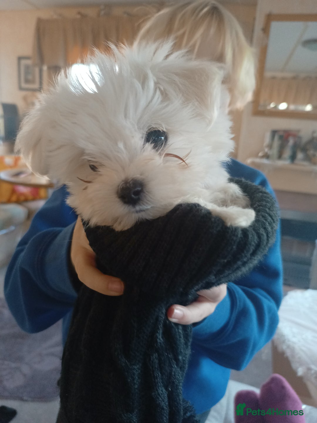 Mixed Breed dogs for sale: Bichion x Maltese pups - Image 6