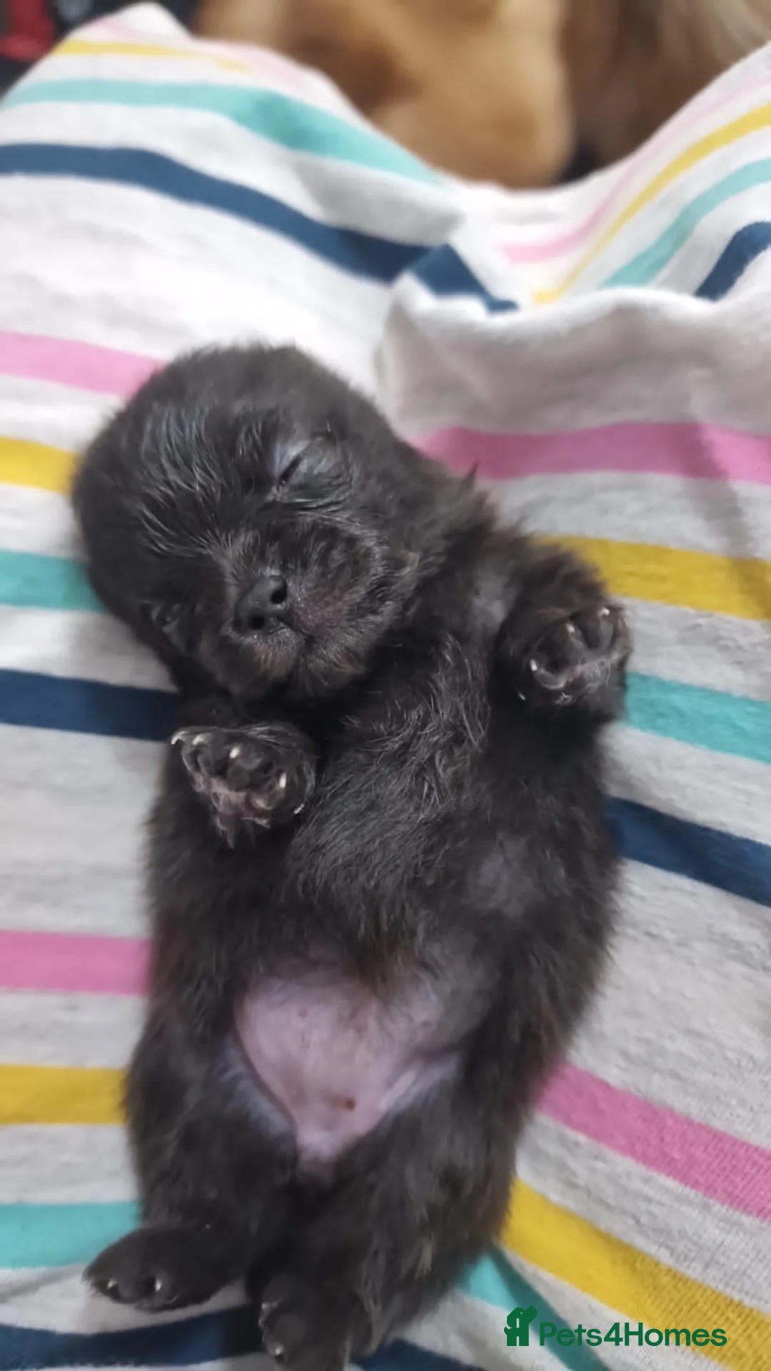 Pomeranian dogs for stud: TINY lilac Russian Pom  in Bridgend - Advert 11