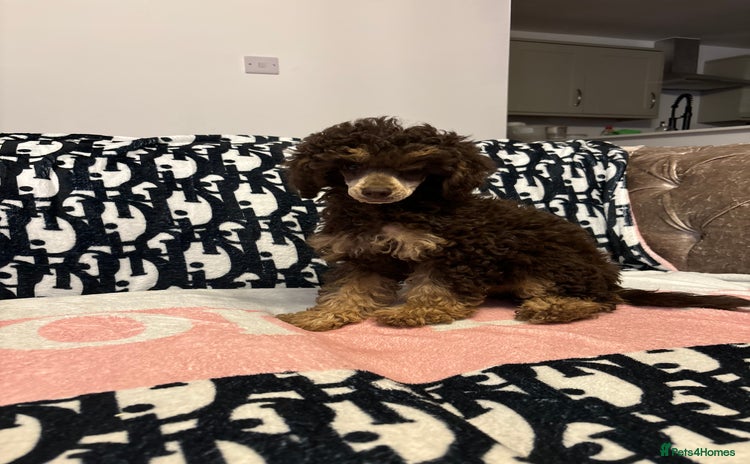 Miniature Poodle dogs - Advert 13