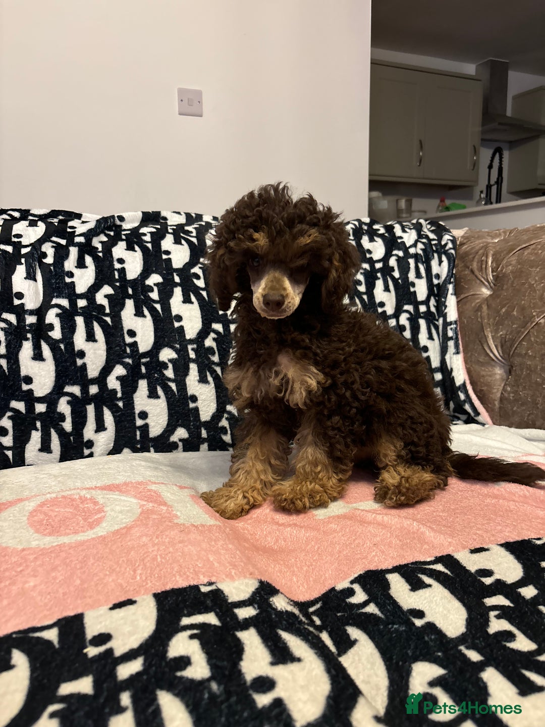 Miniature Poodle dogs for sale: Stunning miniature poodle - Image 1