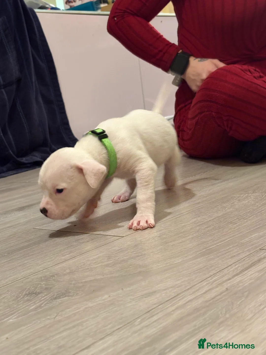 American Bulldog dogs for sale: American bulldog puppies  - Advert 10