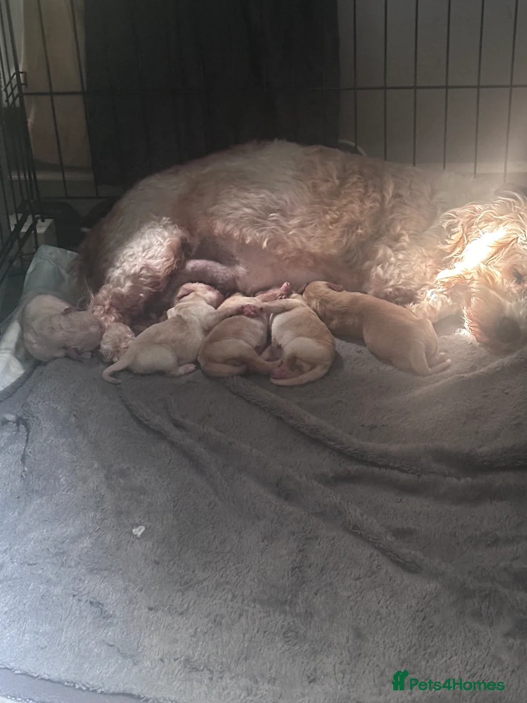 Mixed Breed dogs for sale: Rare fox red lab, cavachon mix Cavador type in Radstock - Advert 2