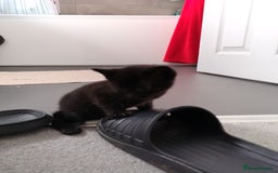 Mixed Breed cats for sale: Mixed breed Tabbies  - Image 9