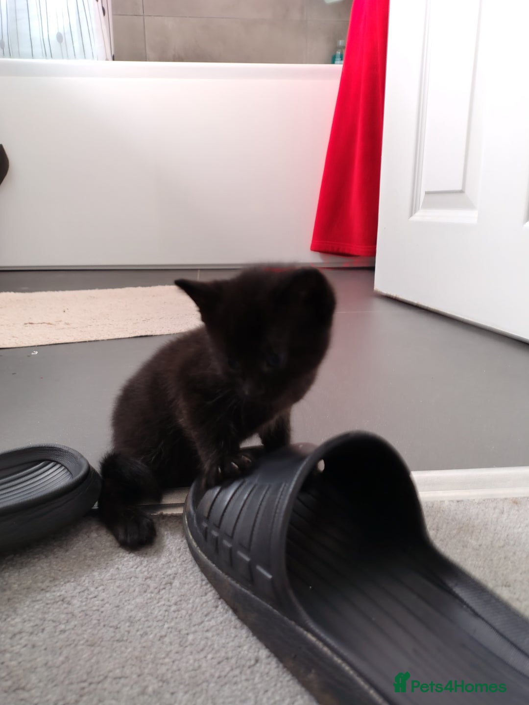 Mixed Breed cats for sale: Mixed breed Tabbies  - Image 9