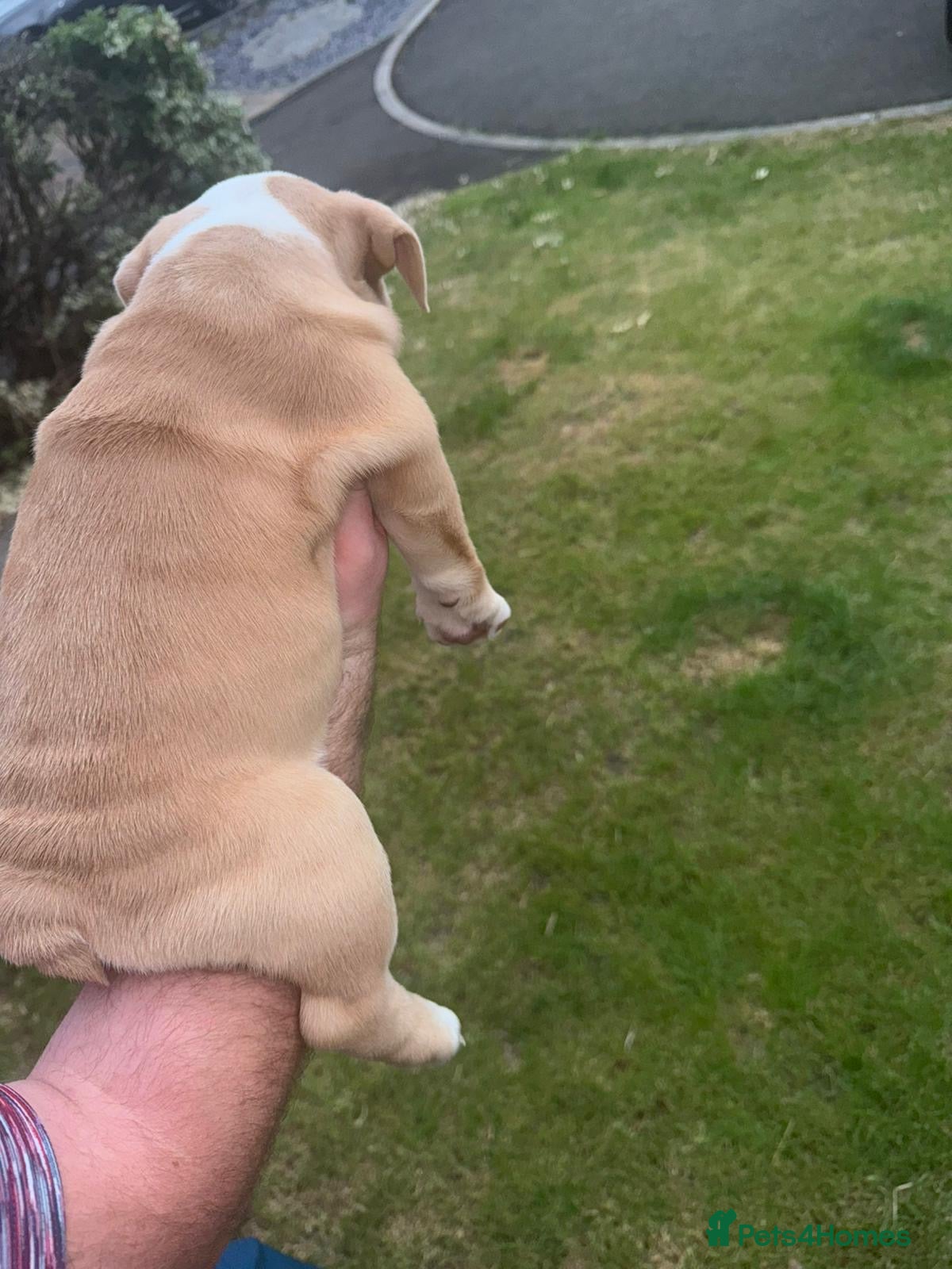 English Bulldog dogs for sale: Chunky healthy pups - Advert 12