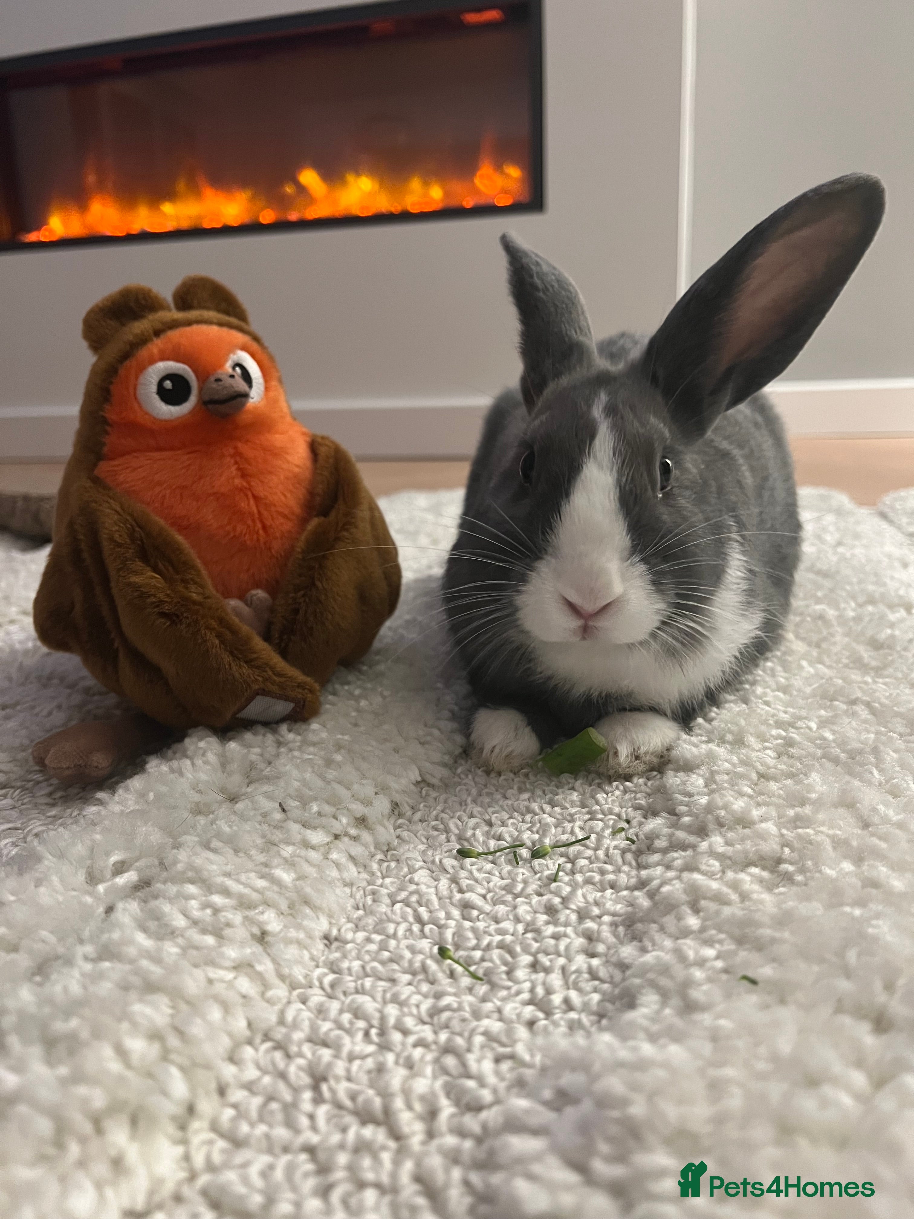 Mixed Breed rabbits Beautiful bunny needs a new home  - Advert 13