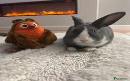 Mixed Breed rabbits for sale: Beautiful bunny needs a new home  - Image 1