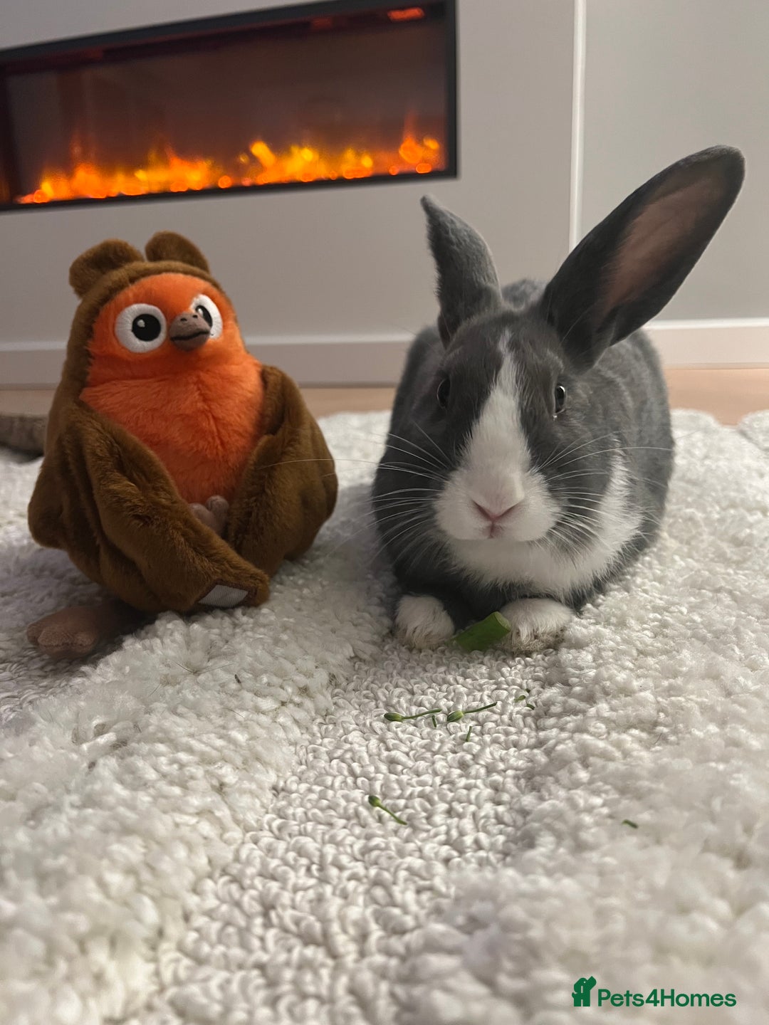 Mixed Breed rabbits for sale: Beautiful bunny needs a new home  - Image 1