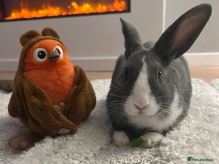 Mixed Breed rabbits - Advert 6