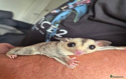 Sugar Glider rodents for sale: Sugar gliders unrelated ready 18th  - Image 3
