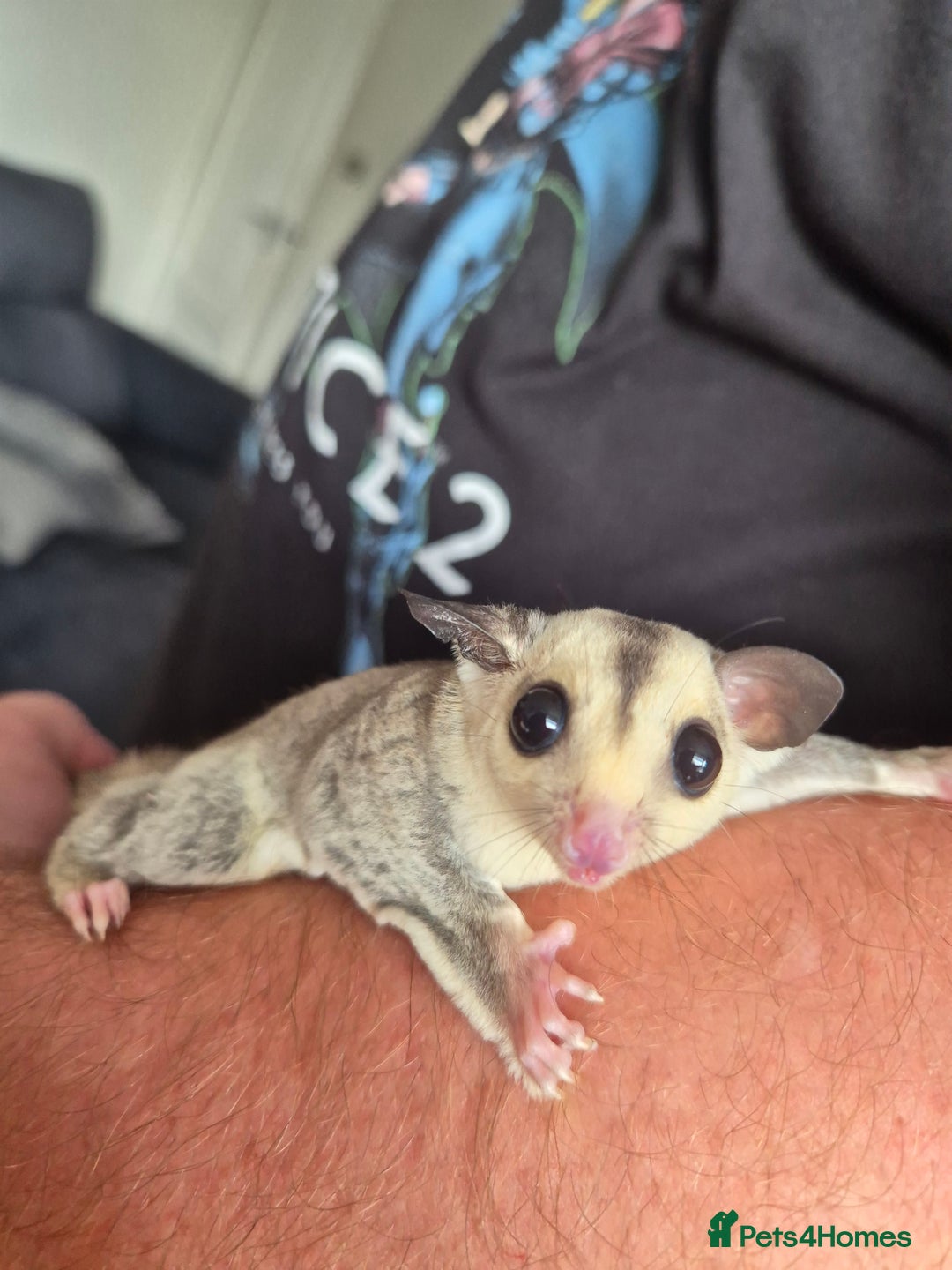 Sugar Glider rodents for sale: Sugar gliders unrelated ready 18th  - Image 3