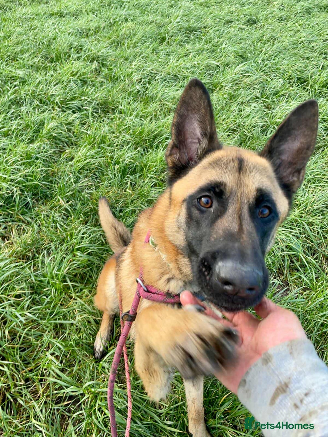 Mixed Breed dogs for adoption: Handsome CEDRIC - Advert 7