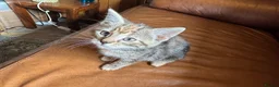 Mixed Breed cats for sale: Beautiful Family-Raised Kittens in Oswestry - Advert 11