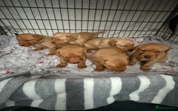 Labrador Retriever dogs for sale: Beautiful Light / fox red Labrador Retriever pups - Advert 6