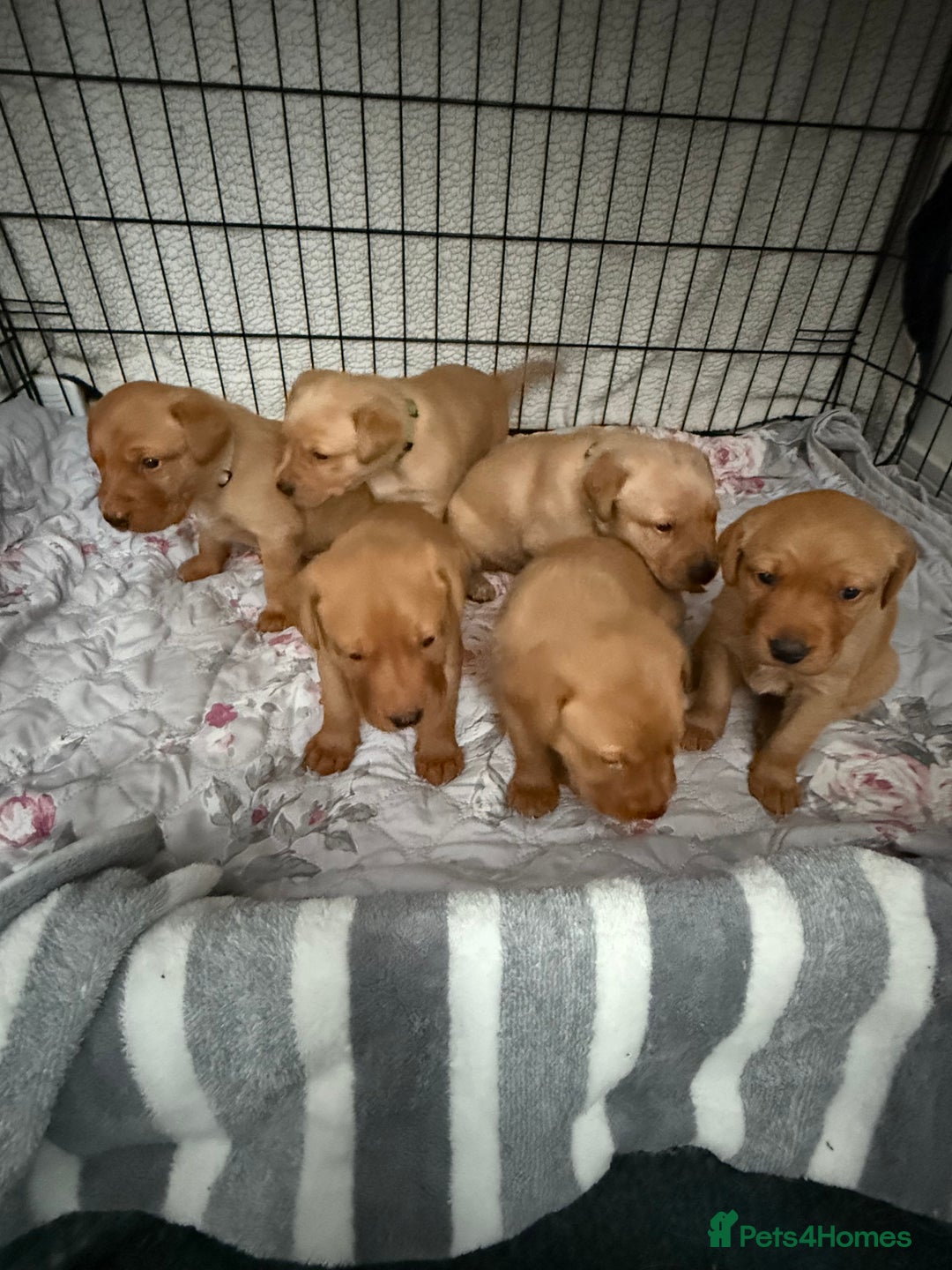 Labrador Retriever dogs for sale: Beautiful Light / fox red Labrador Retriever pups - Advert 6