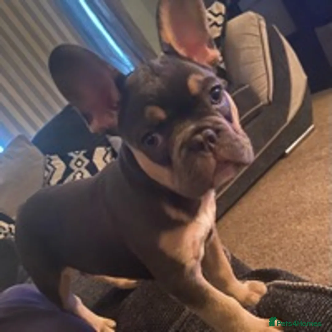 French Bulldog dogs for stud: Bruce blue and tan french bulldog in Sheffield - Advert 8