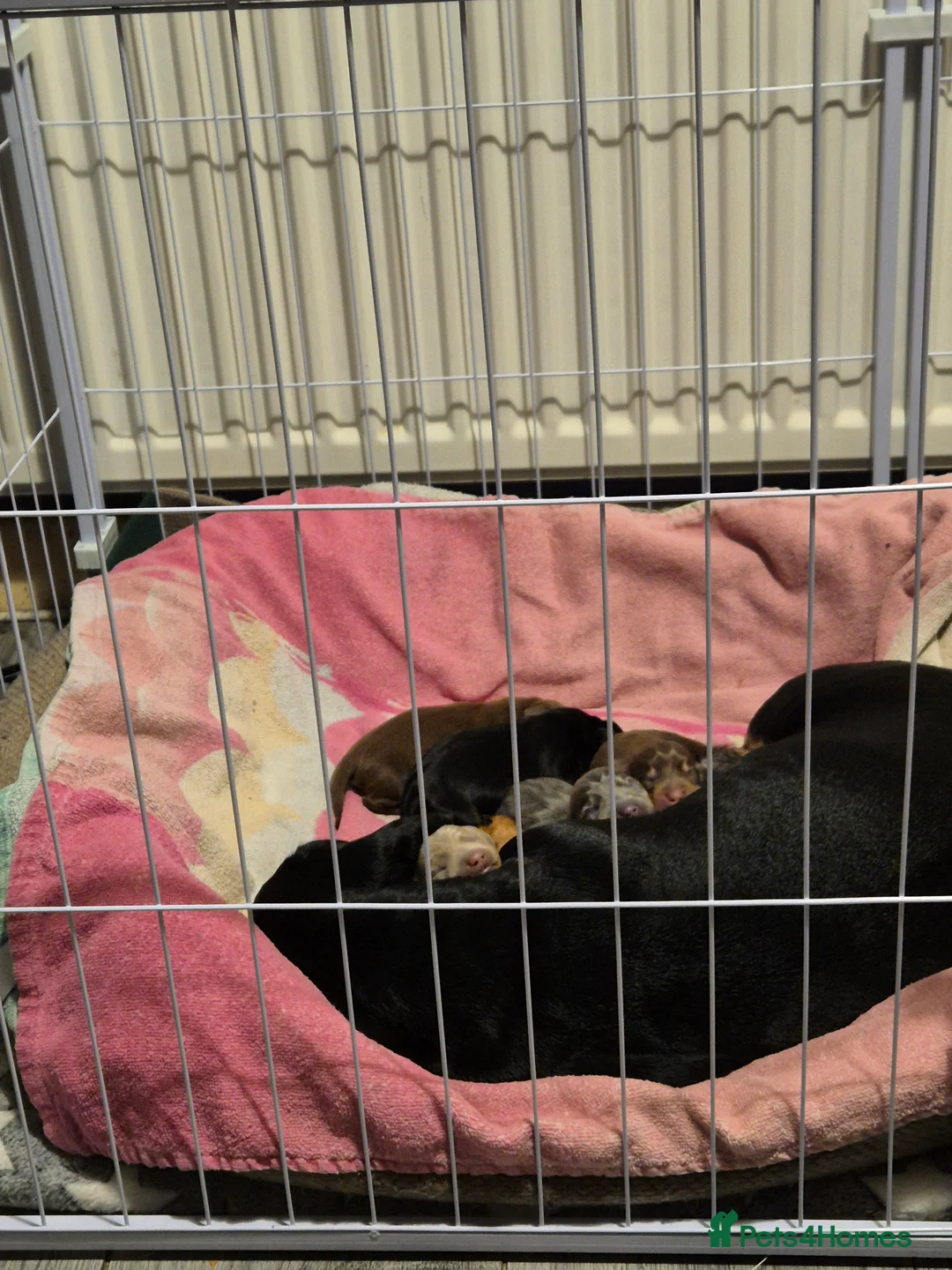 Miniature Dachshund dogs for sale: Beautiful dachshund pups - Advert 3