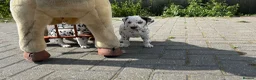 Dalmatian dogs for sale: Dalmatian beautiful - Advert 34