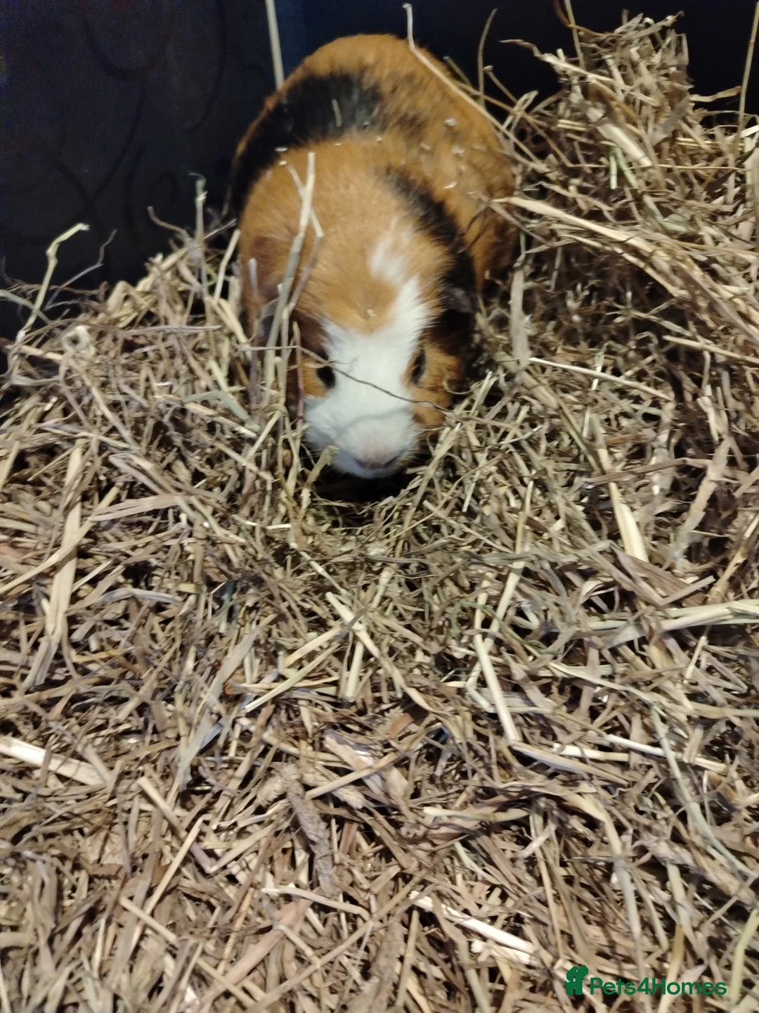 Guinea Pig rodents for sale: 2 male guinea pigs in ELY - Advert 2