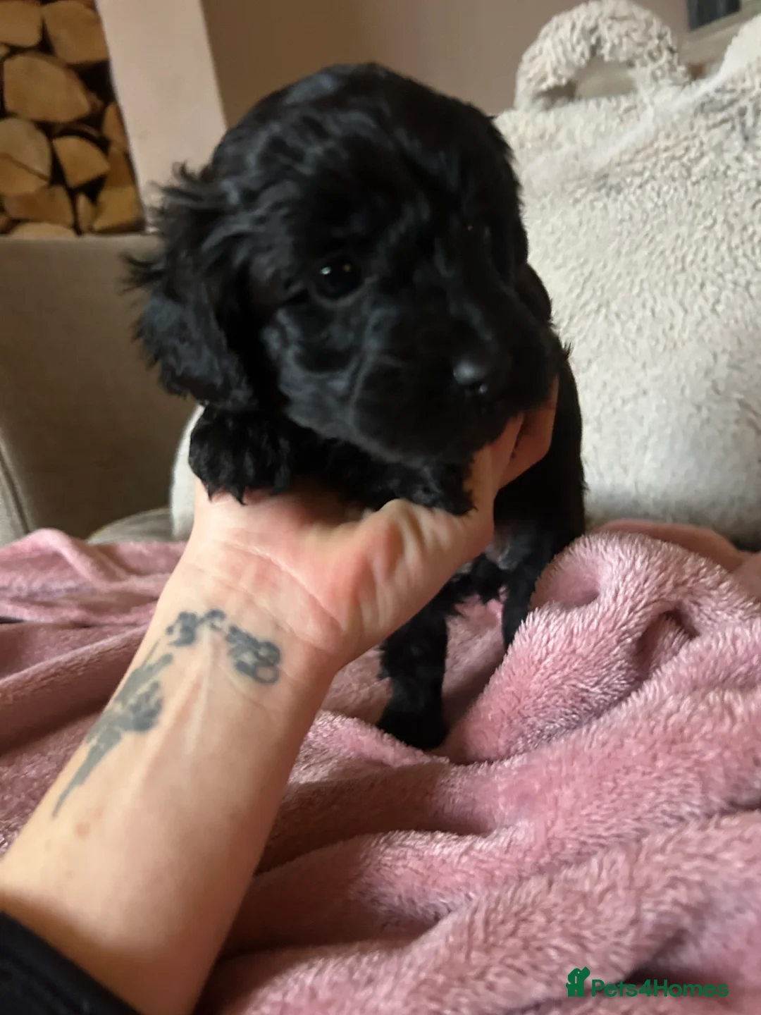 Maltipoo dogs for sale: Stunning Maltipoos 😍😍 - Advert 7