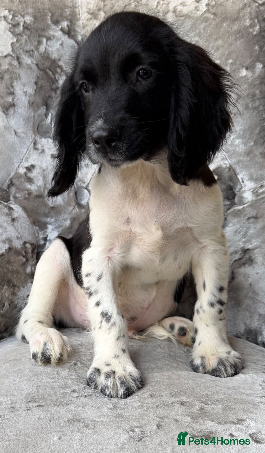 English Springer Spaniel dogs Stunning springer spaniel pups - Advert 8