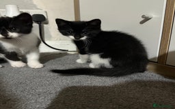 British Shorthair cats for sale: Litter of 6 kittens (3 left) - Image 7