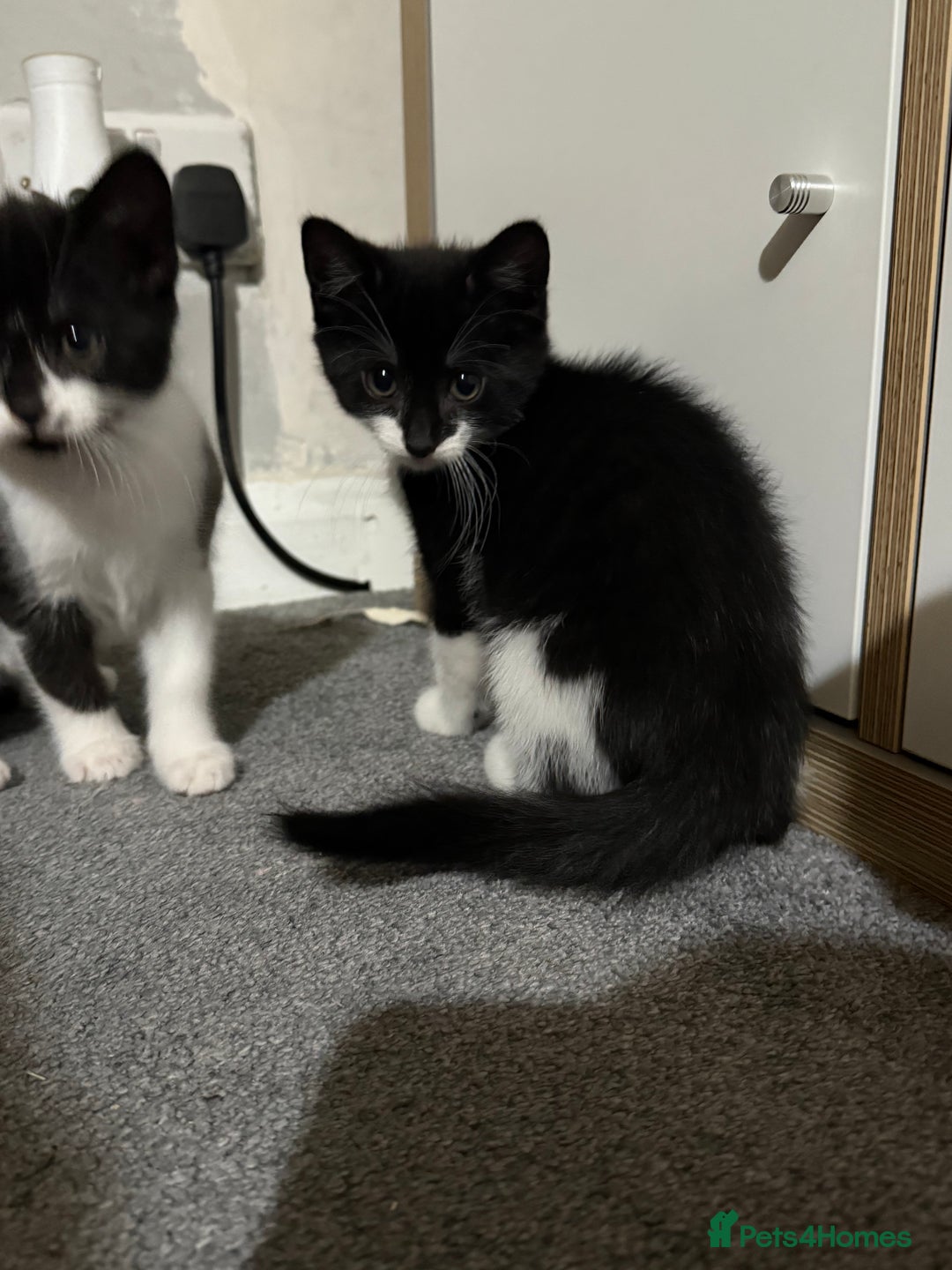 British Shorthair cats for sale: Litter of 6 kittens (3 left) - Image 7