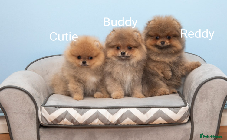 Pomeranian dogs - Advert 7