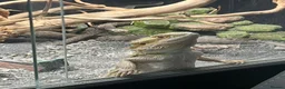 Bearded Dragon reptiles for sale: 11 months bearded dragon with vivarium in Manchester - Advert 2