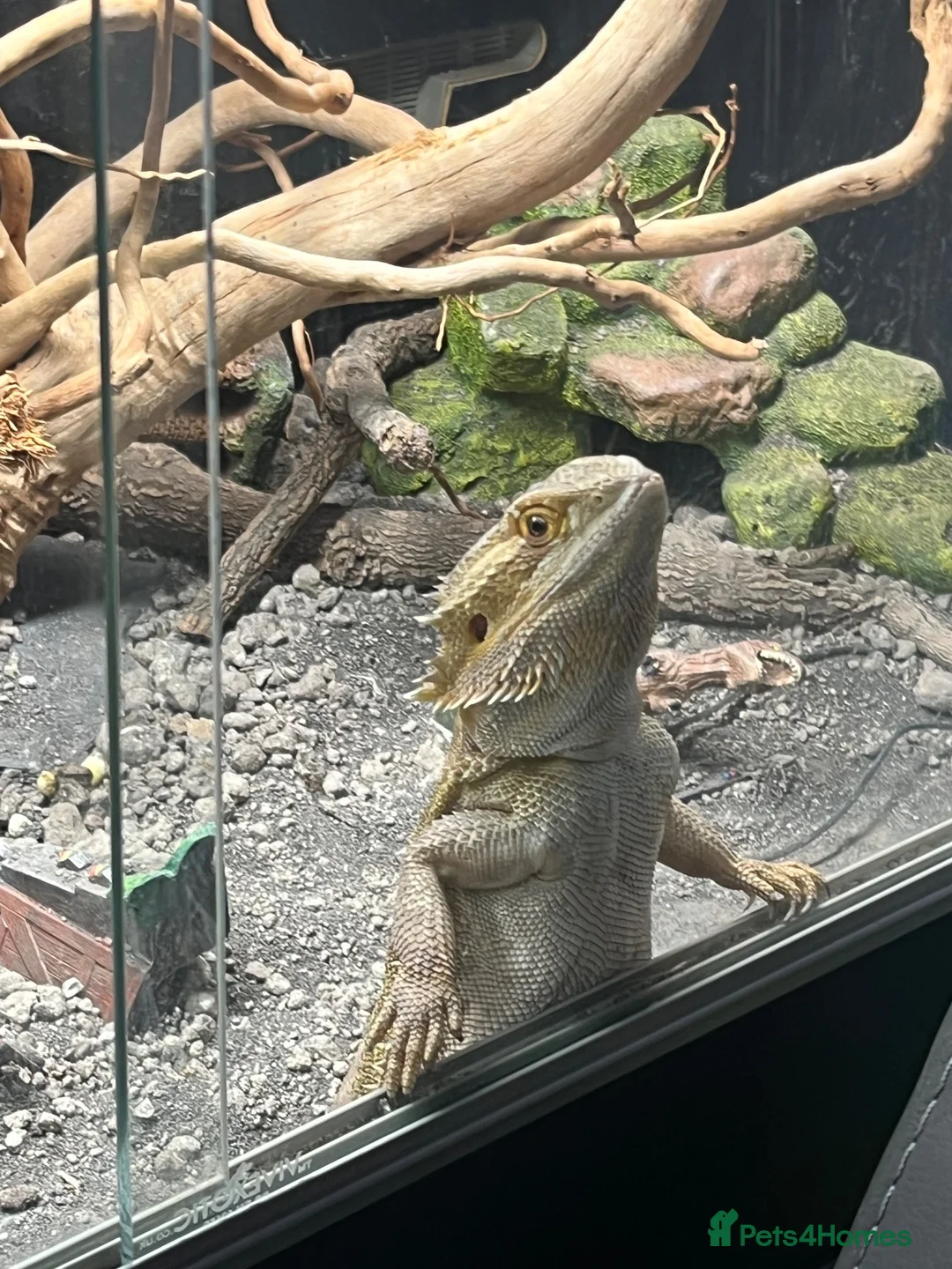 Bearded Dragon reptiles for sale: 11 months bearded dragon with vivarium in Manchester - Advert 2