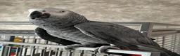 Parrots birds for sale: African Grey Parrot - Advert 4