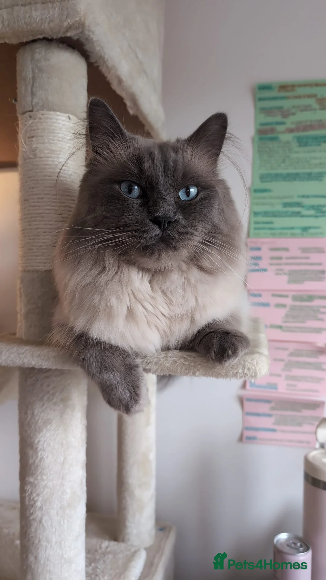 Ragdoll cats for sale: Ragdoll Male for Sale  - Advert 3