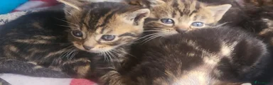 British Shorthair 1