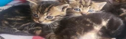 British Shorthair cats for sale: Gorgeous Tabby shorthairs - Advert 6
